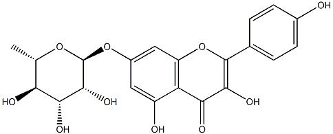 Kaempferol 7-O-rhamnoside